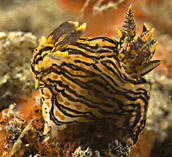 polycera atra